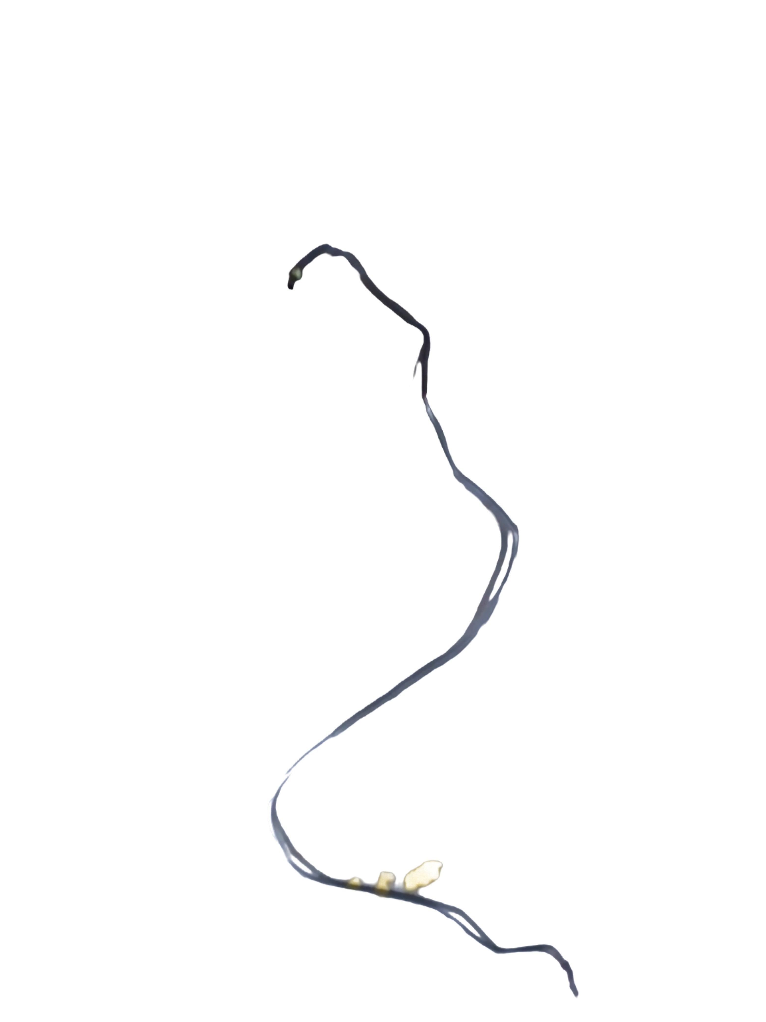 General Motors Pipe A Master Brake U Sec for Optra Petrol, part J92125422, shown in a detailed view of the brake component.