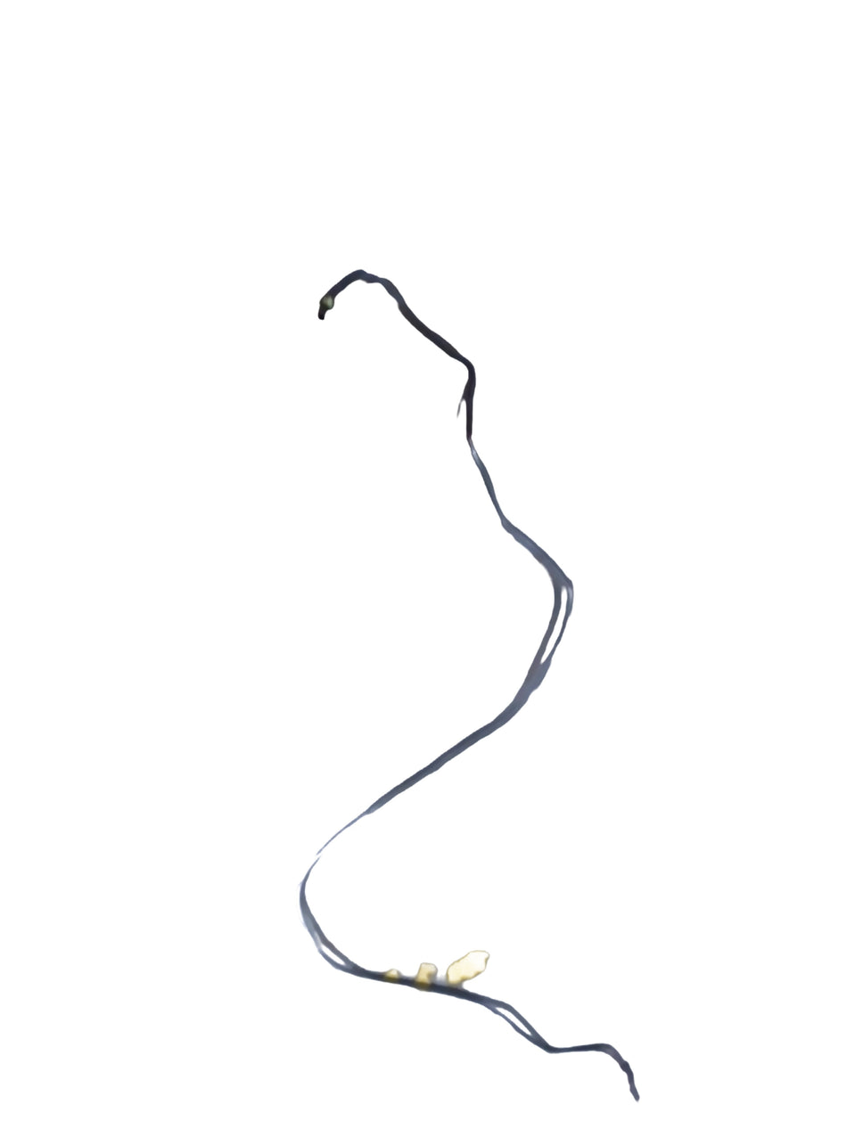 General Motors Pipe A Master Brake U Sec for Optra Petrol, part J92125422, shown in a detailed view of the brake component.