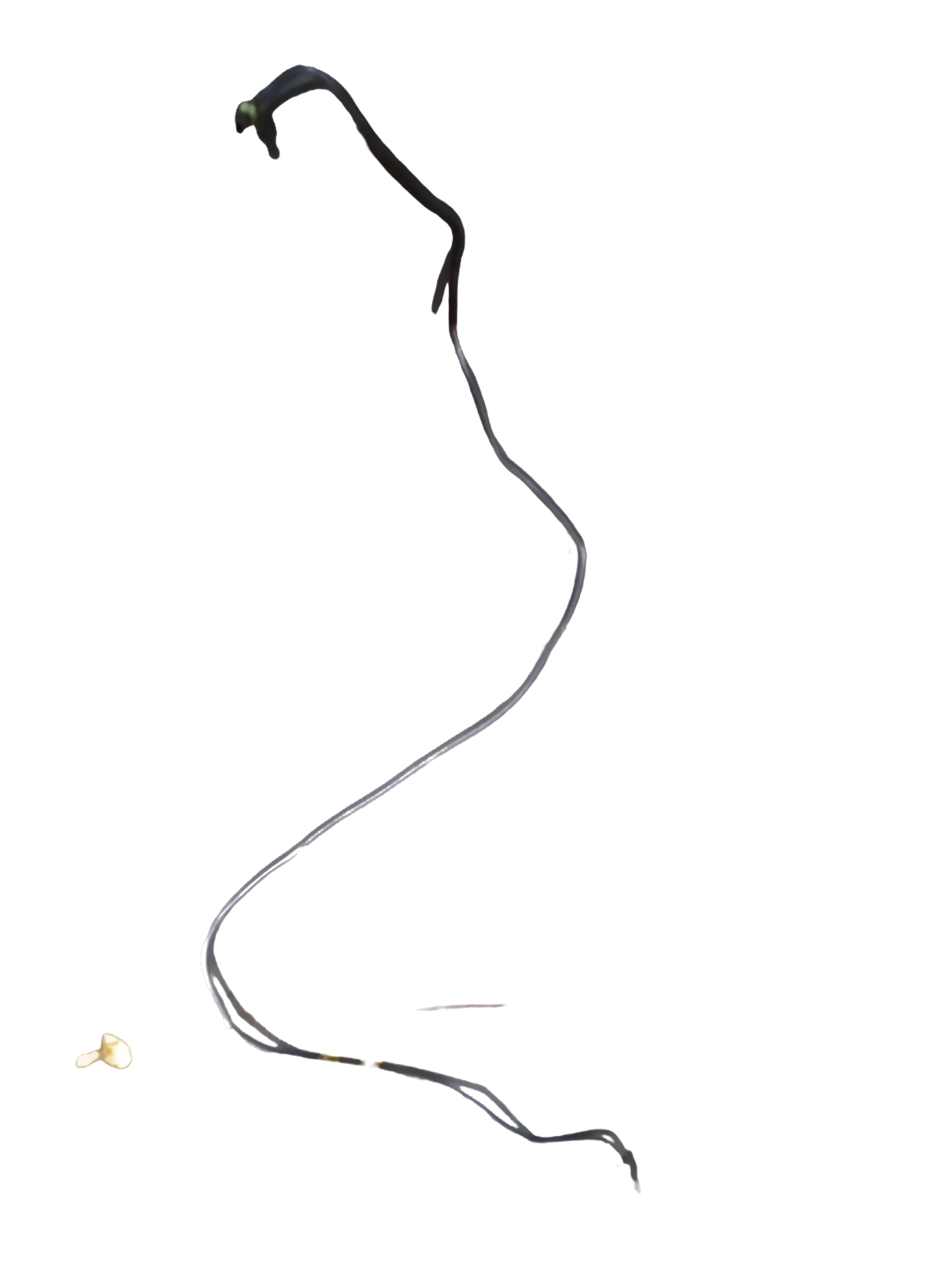 General Motors brake pipe U-section for Opel Optra petrol model, part J92125422, shown in a close-up image.